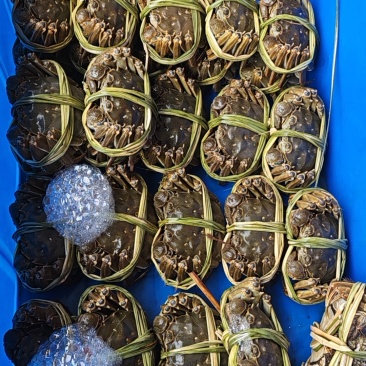 大闸蟹