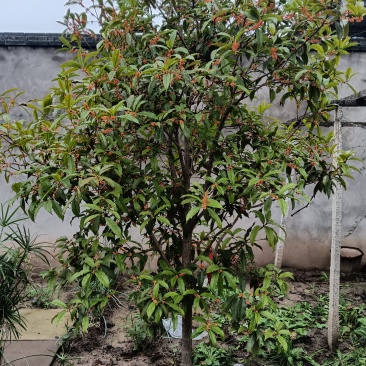 桂花树，八月桂