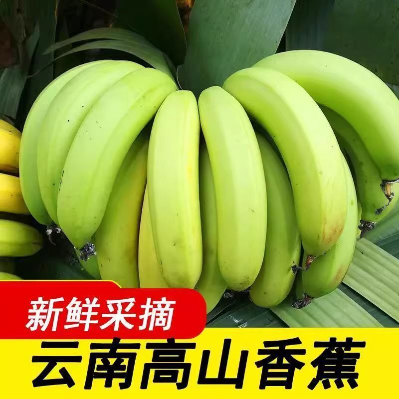云南高山香蕉，新鲜采摘，青果发货