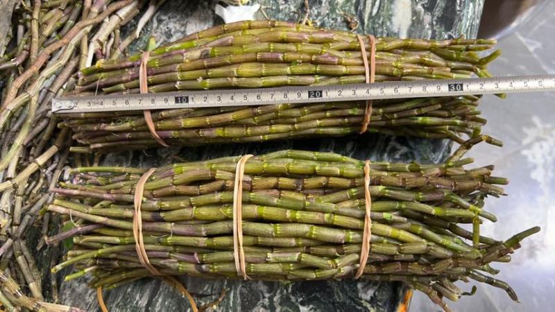 正宗铁皮石斛鲜条300亩基地批零一个价