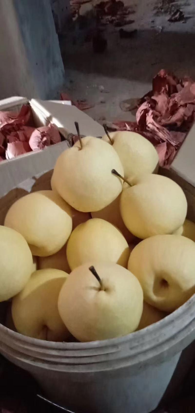 酥梨大量现货