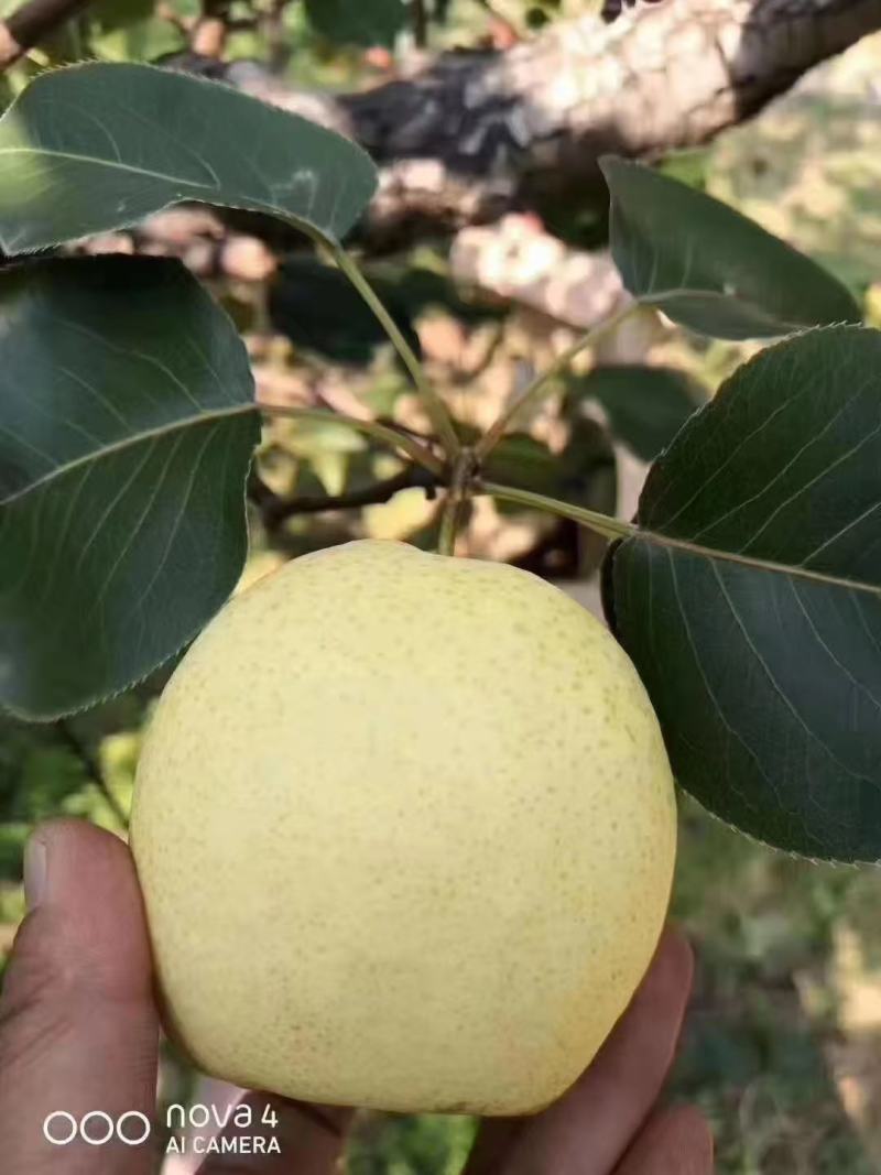 酥梨大量现货