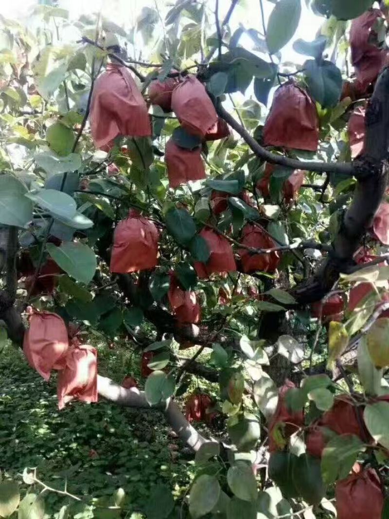 酥梨大量现货