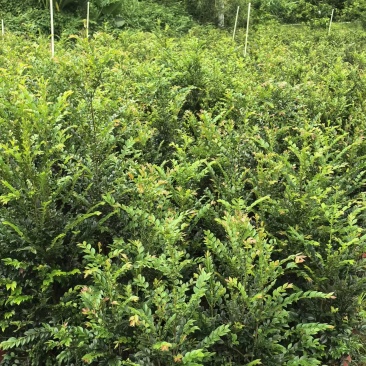 正宗黑骨茶，低价清场出售，（30-80公分苗）