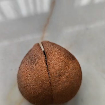 梭罗果，七叶果