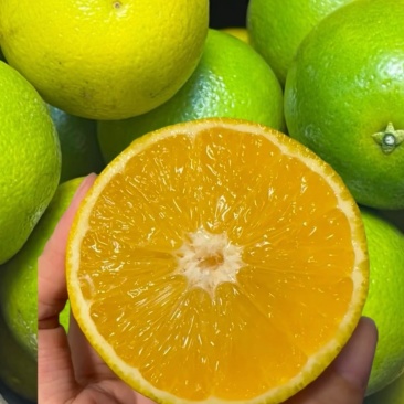 冰糖橙