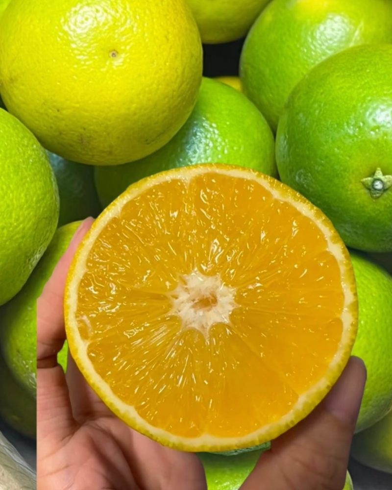 冰糖橙