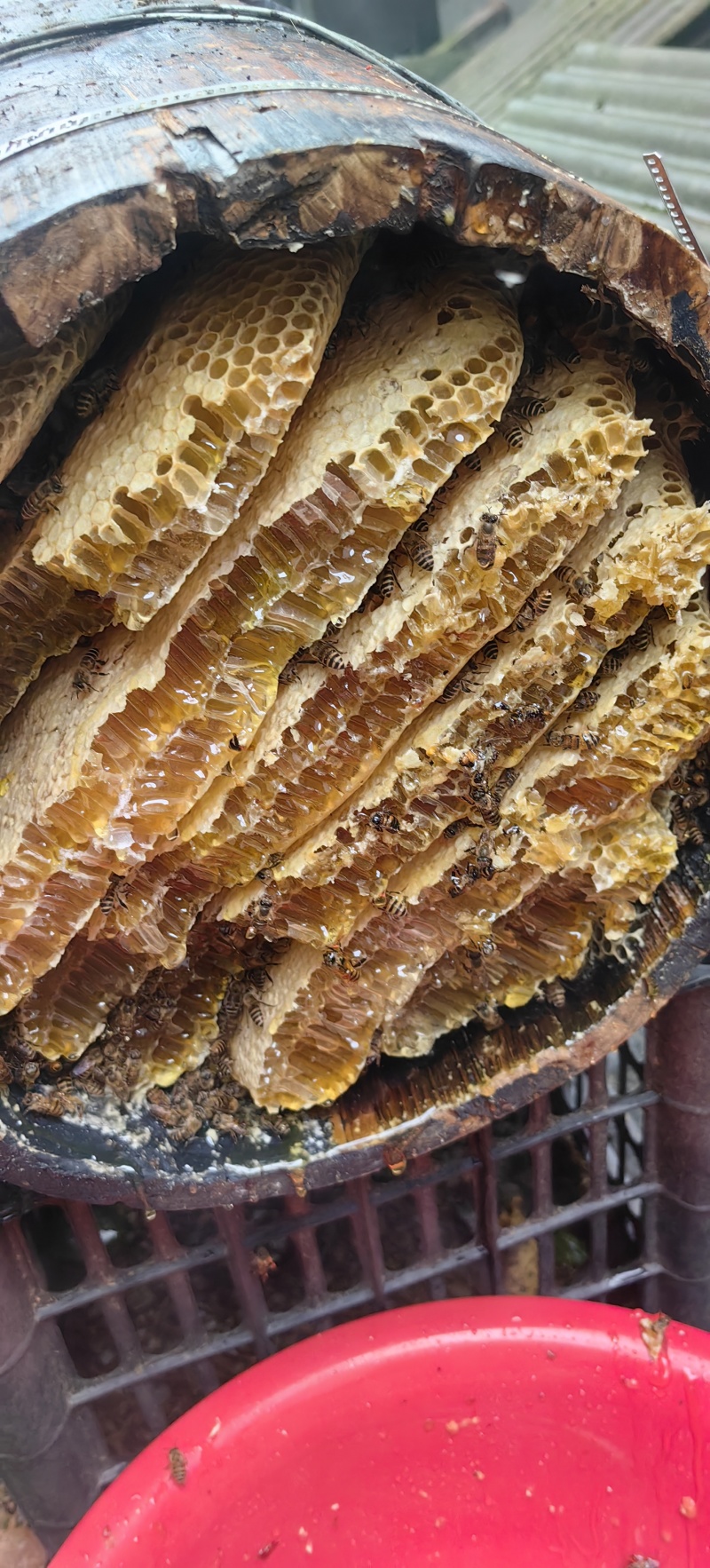 土蜂蜜