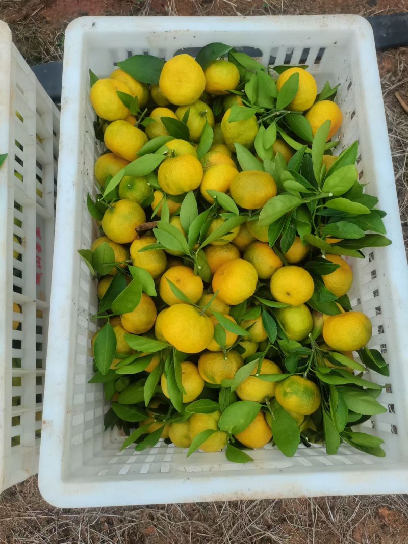 400亩自家新余蜜橘出售，同时可代办周边好货