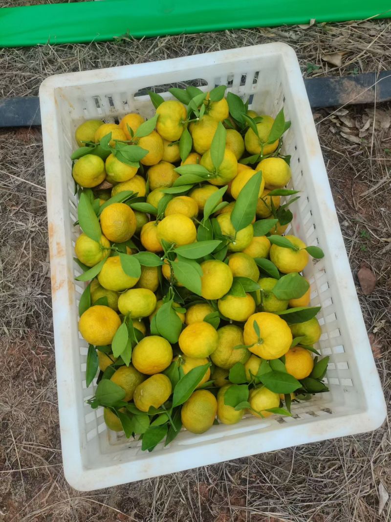 400亩自家新余蜜橘出售，同时可代办周边好货