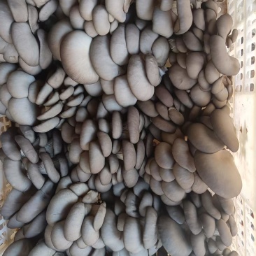 黑平菇