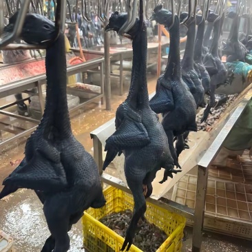 乌鸡各种规定全新冷冻批发一手货源价格给力。