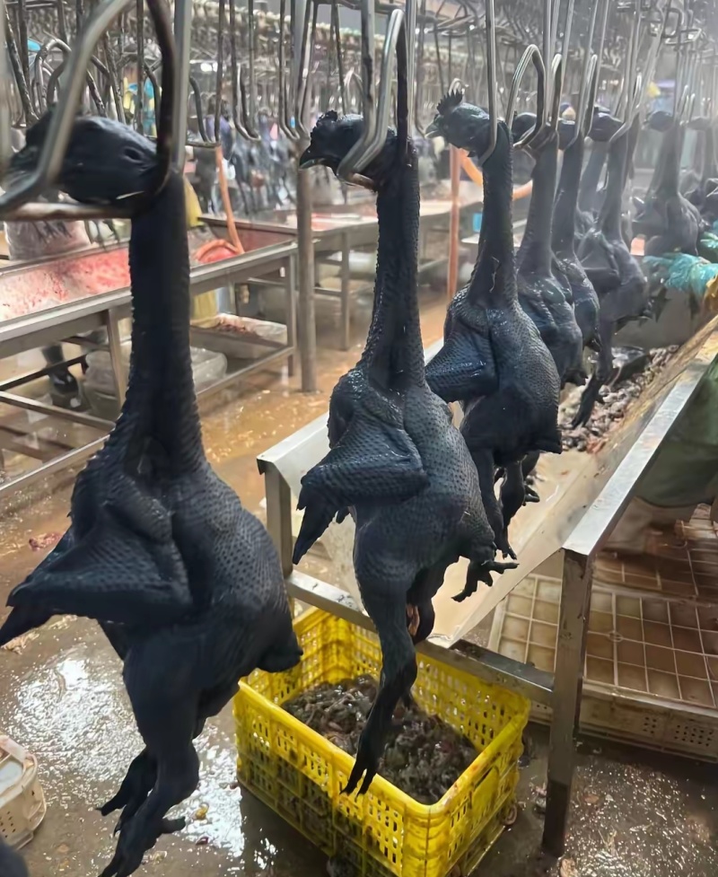 乌鸡各种规定全新冷冻批发一手货源价格给力。