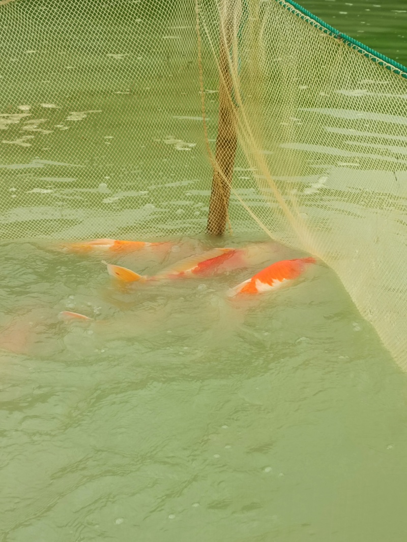 锦鲤，渔场直发，高端货多