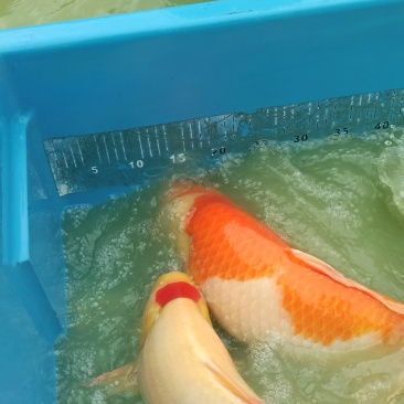 锦鲤渔场直发