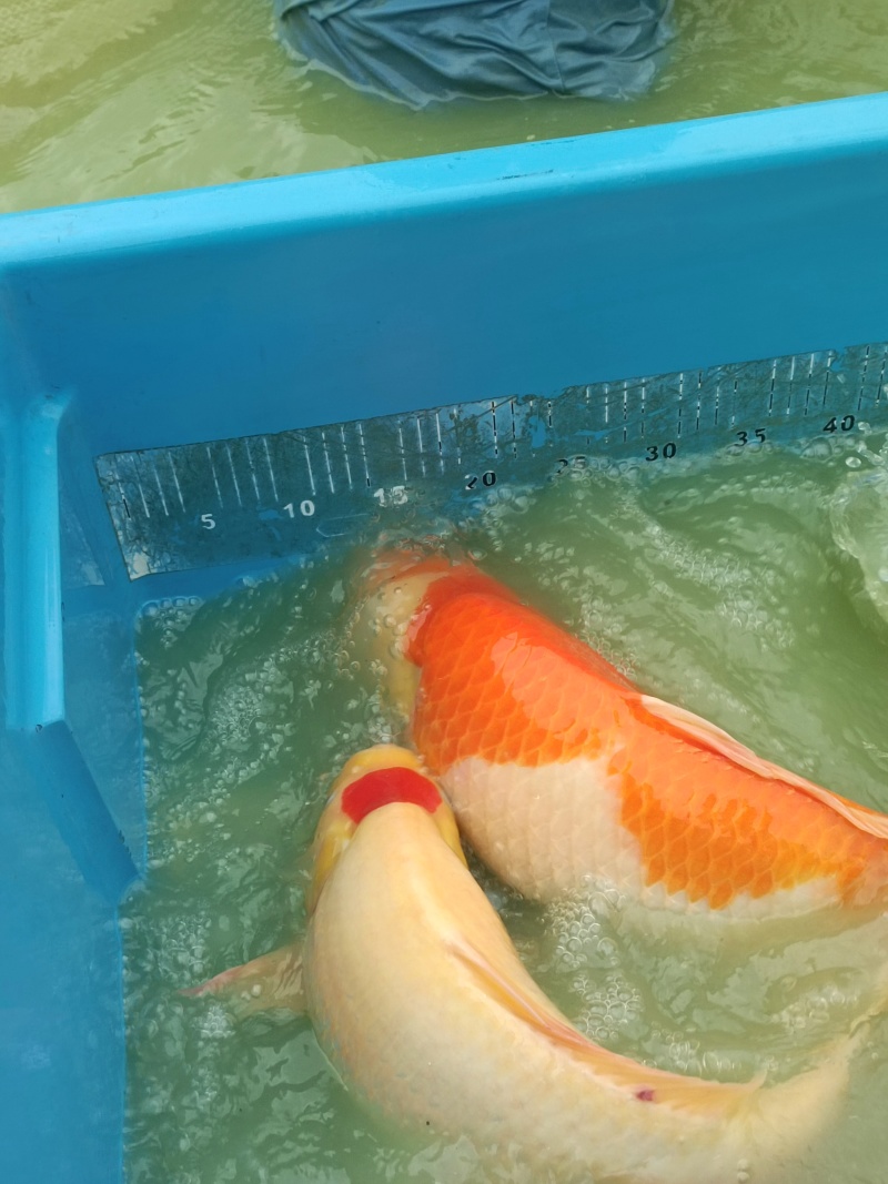 锦鲤渔场直发