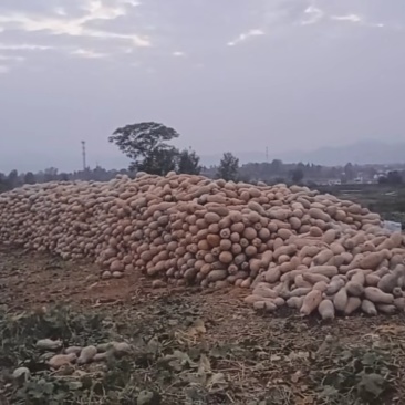 陕西汉中密本南瓜