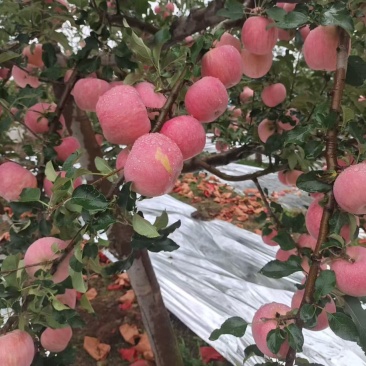 陕西省渭南市白水苹果