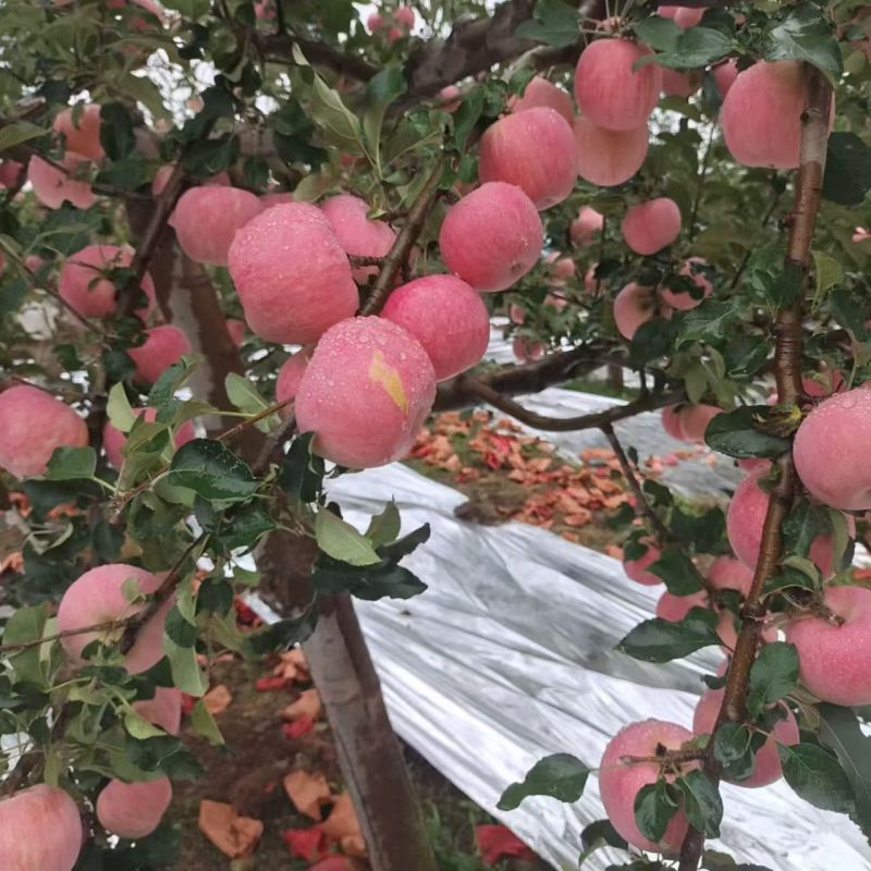 陕西省渭南市白水苹果