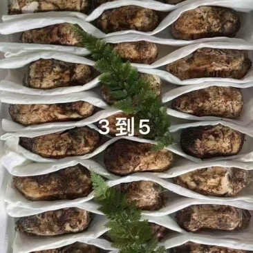 南华松茸
