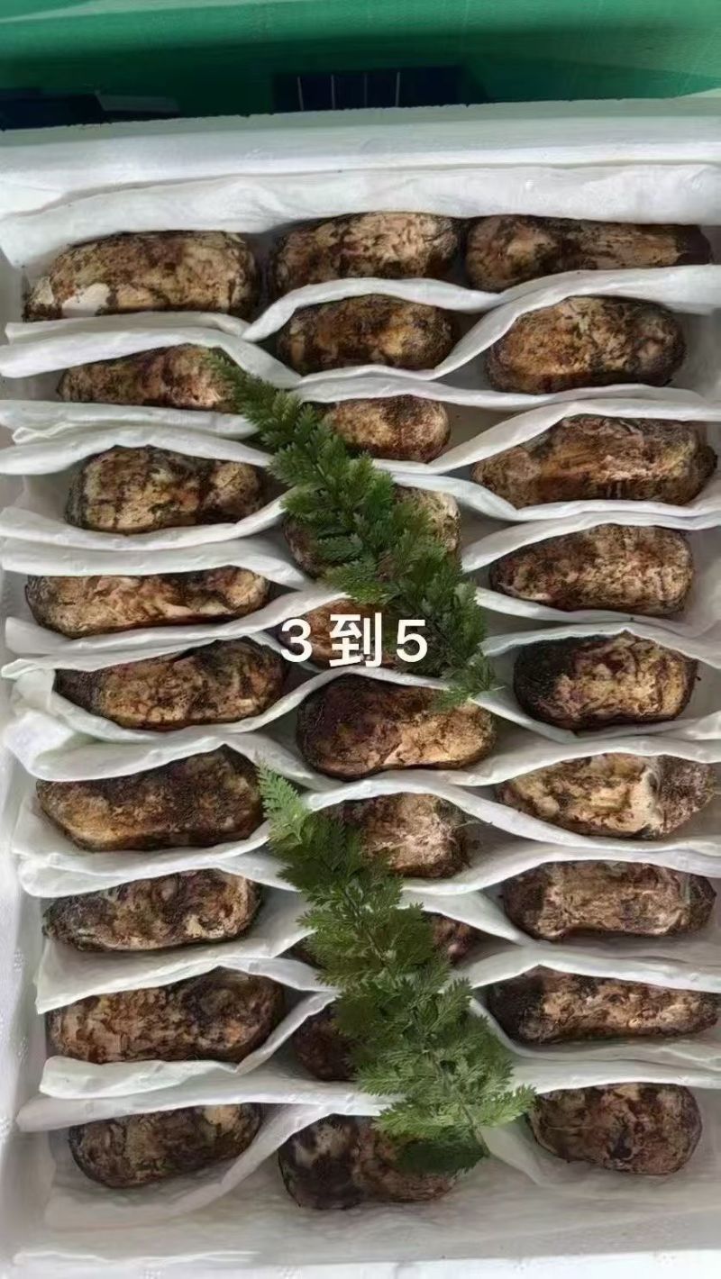 南华松茸