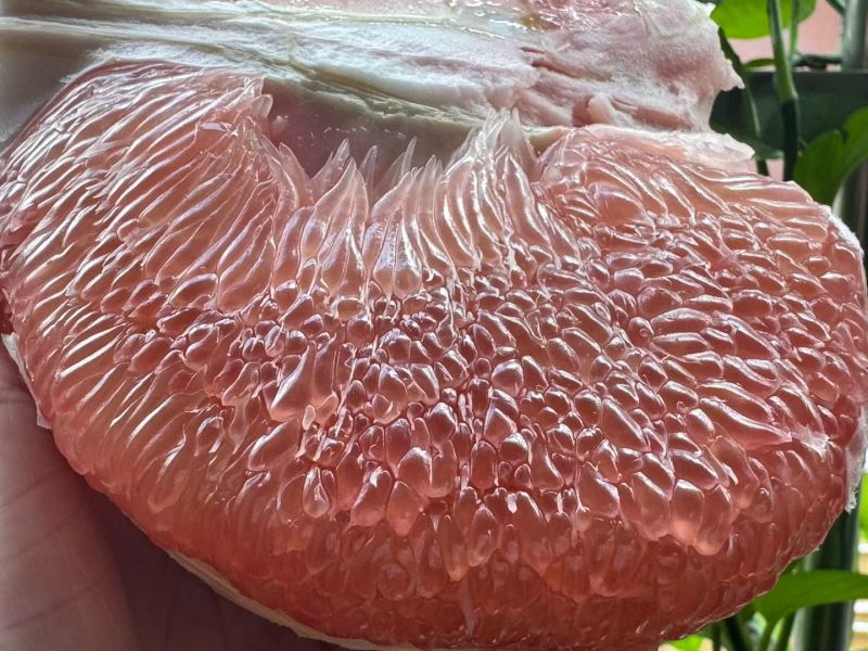 红宝石青柚