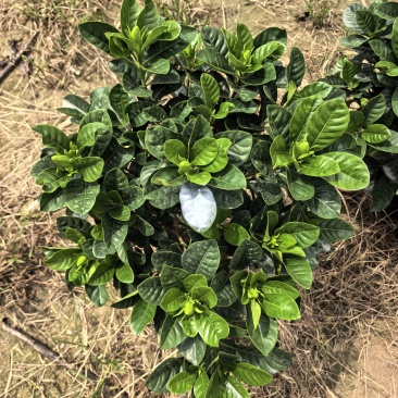 230大叶单杆棒棒糖，叶色顶级，带花苞。