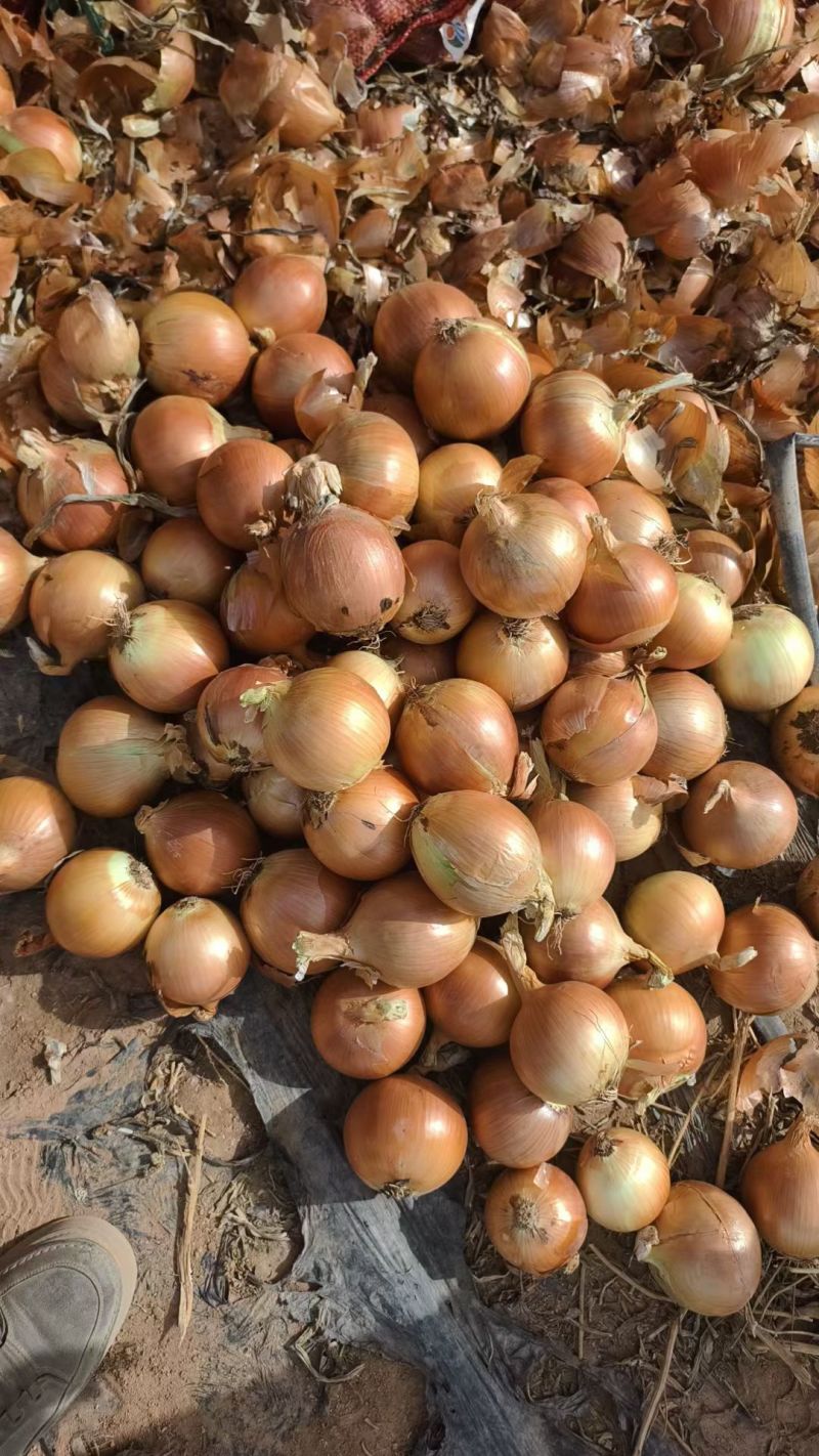 黄葱，紫葱，红葱，粉葱，