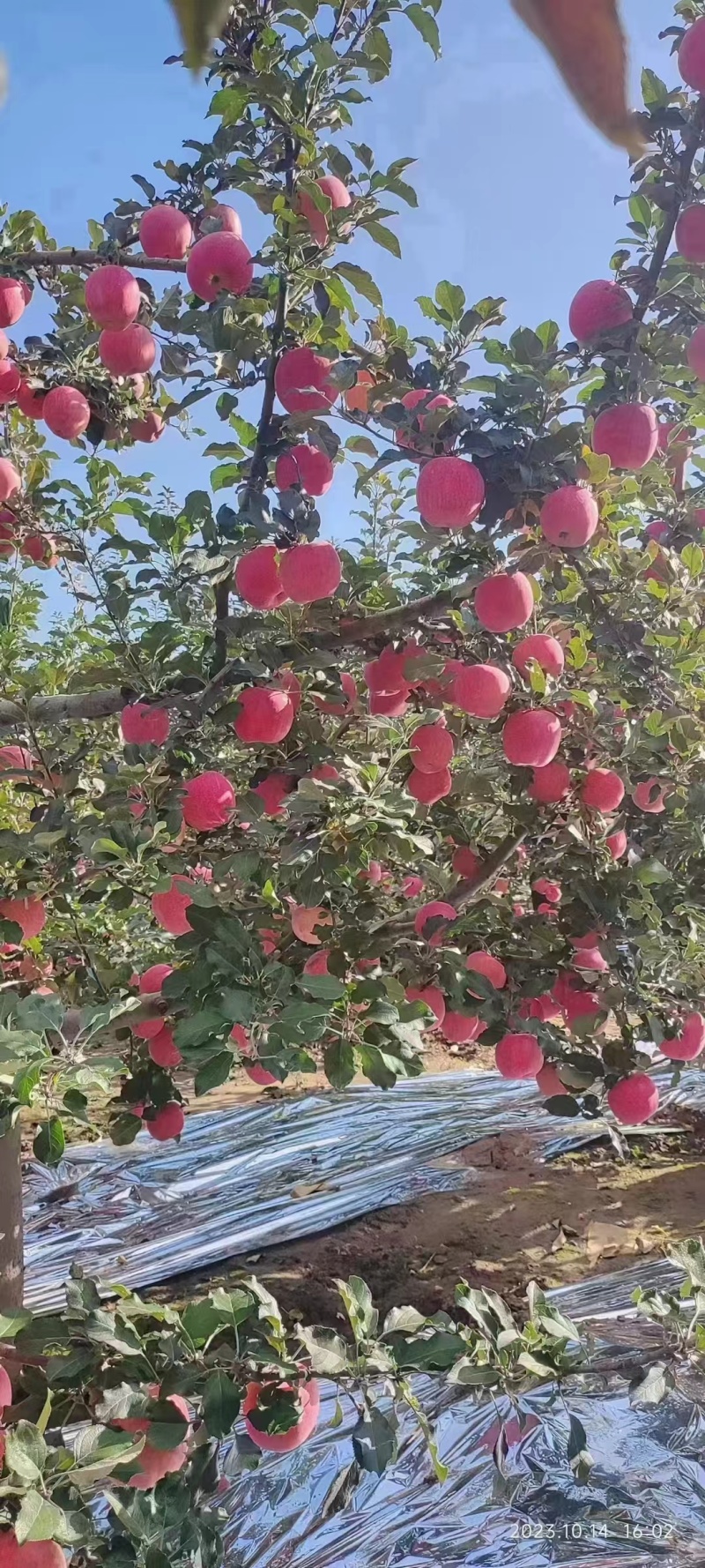 甘肃红富士苹果