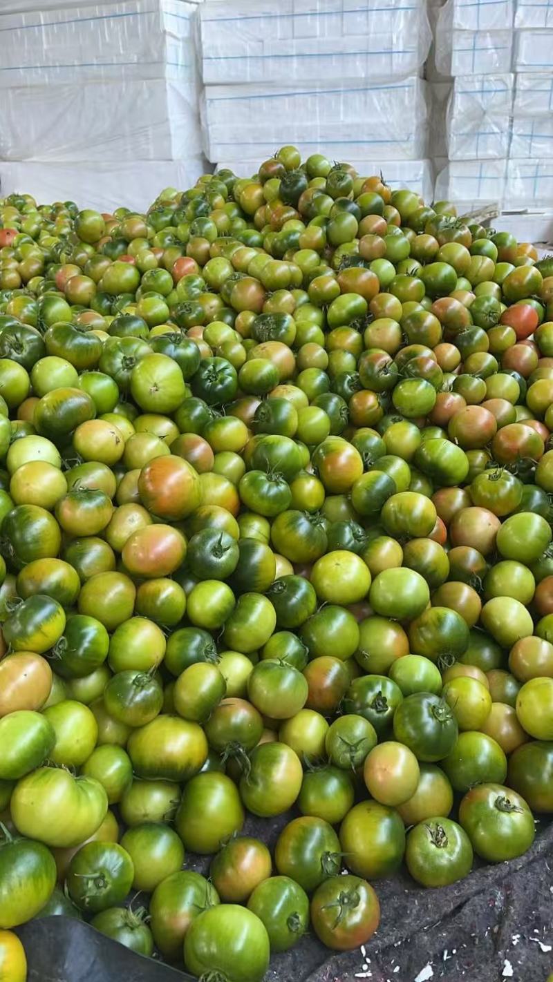 草莓番茄