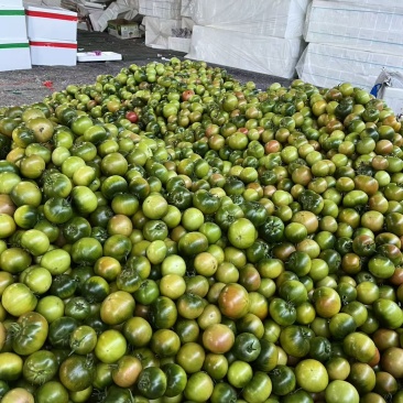 草莓番茄