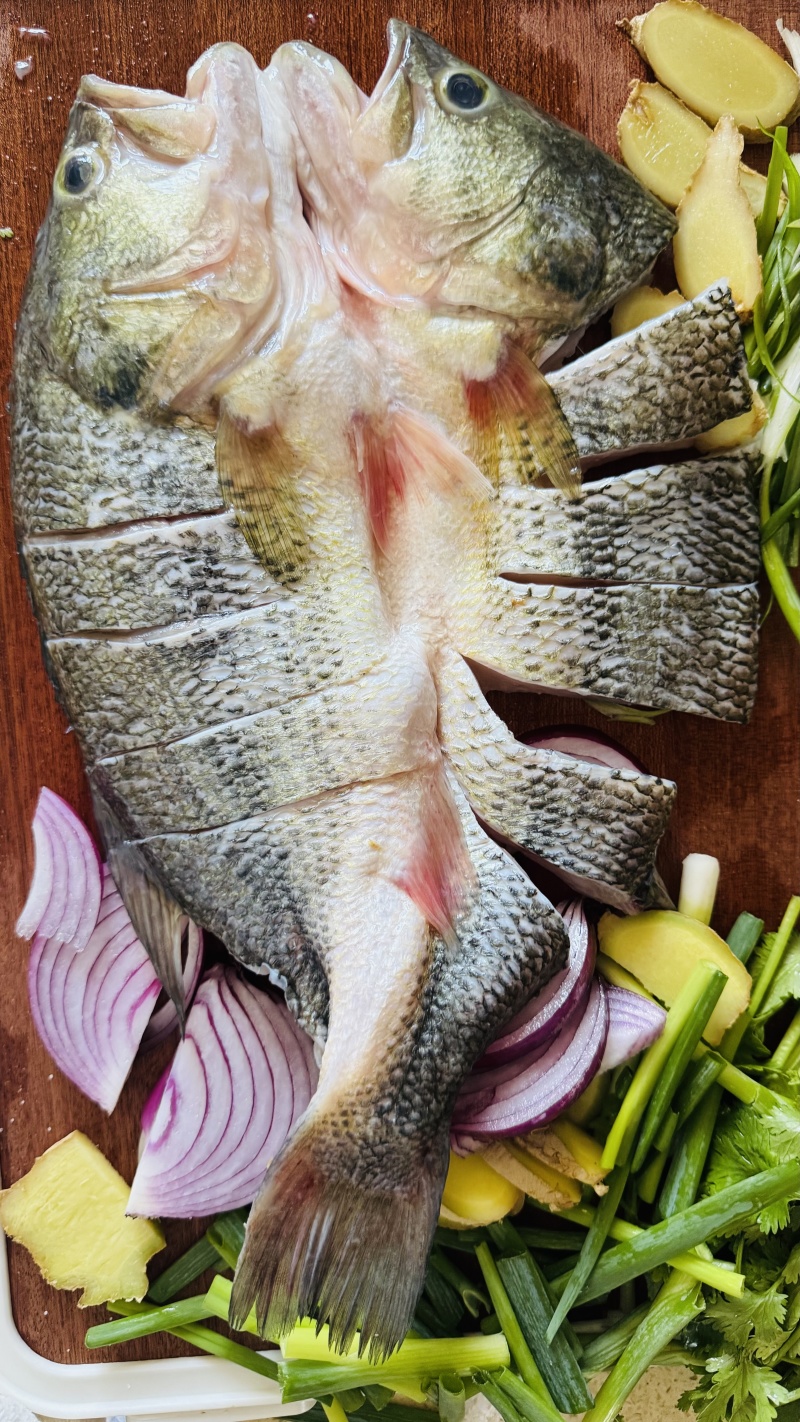 吊水鲈鱼