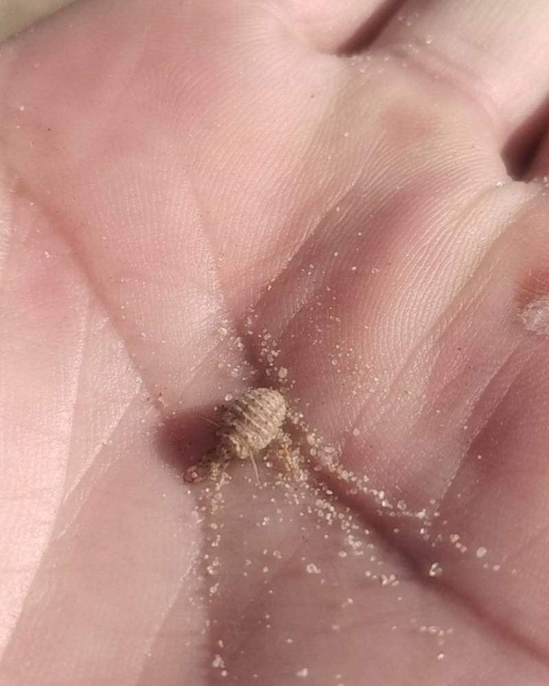 金沙牛