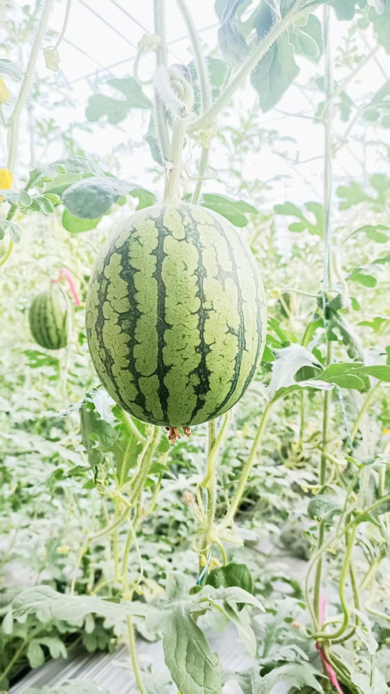 西瓜长期供货欢迎联系电商供货