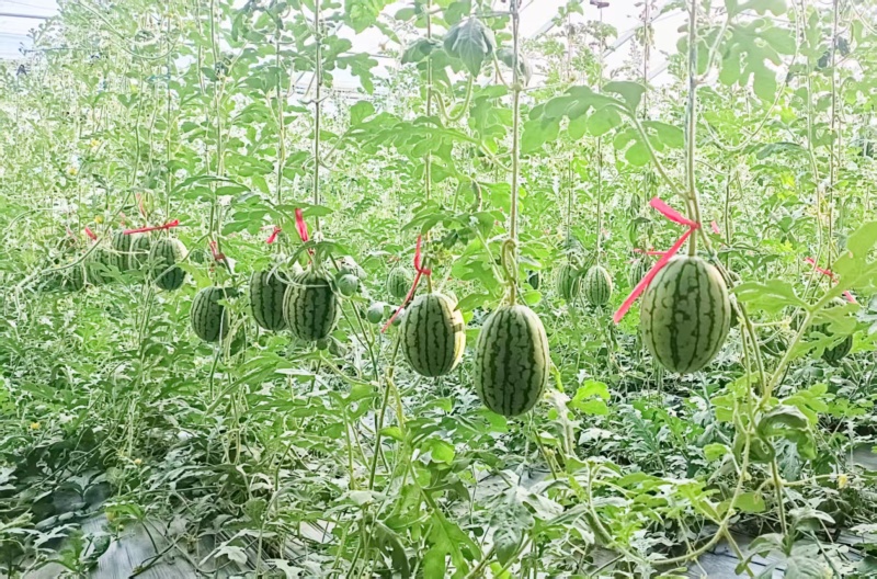 西瓜长期供货欢迎联系电商供货