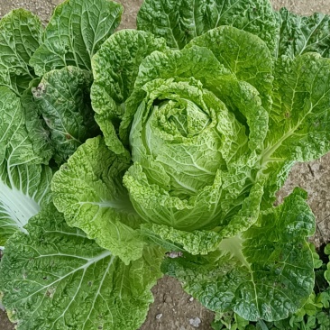 大白菜