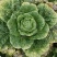 大白菜