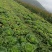 大白菜