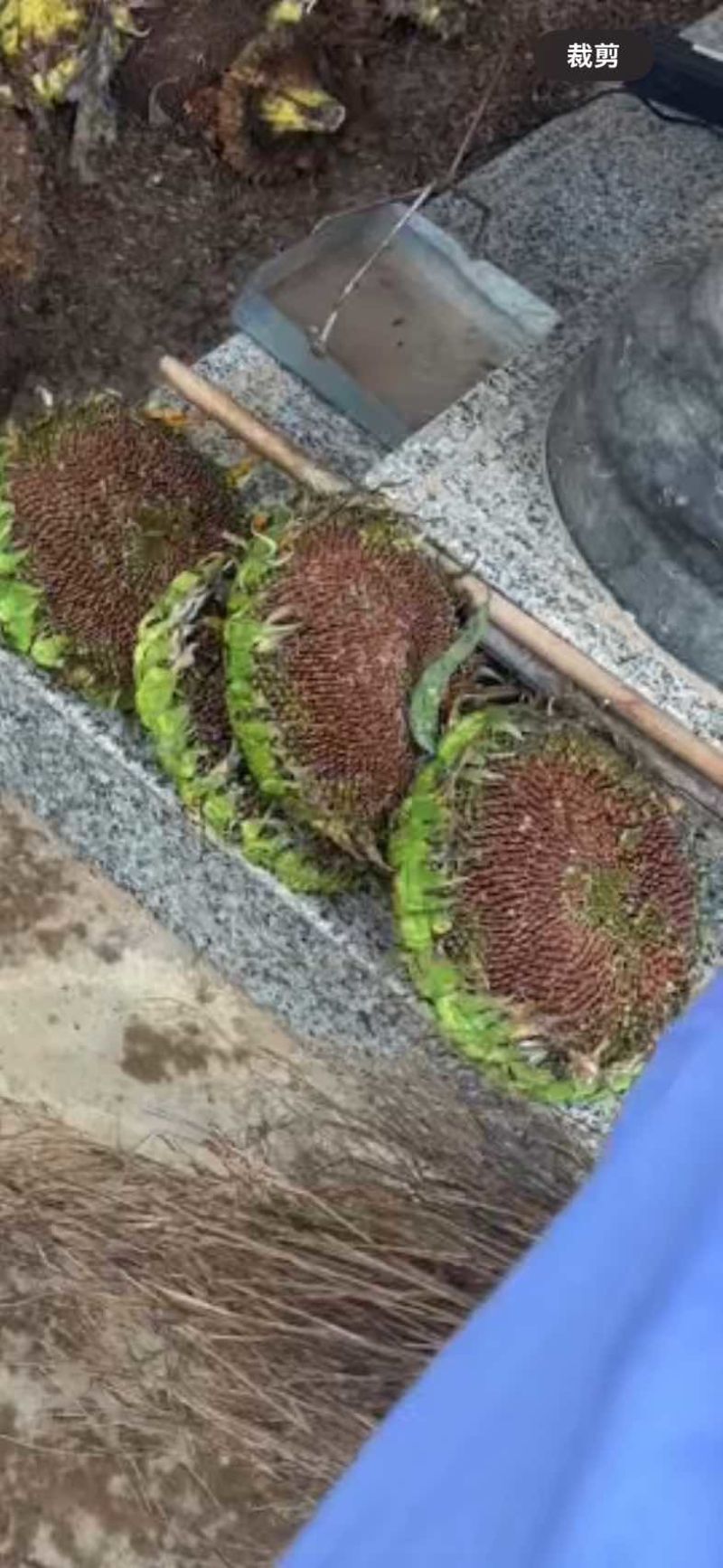 云南红皮水果瓜子
