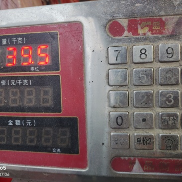云南高山武定土鸡