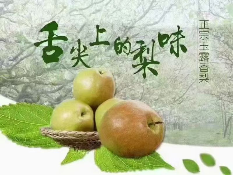 山西隰县玉露香梨