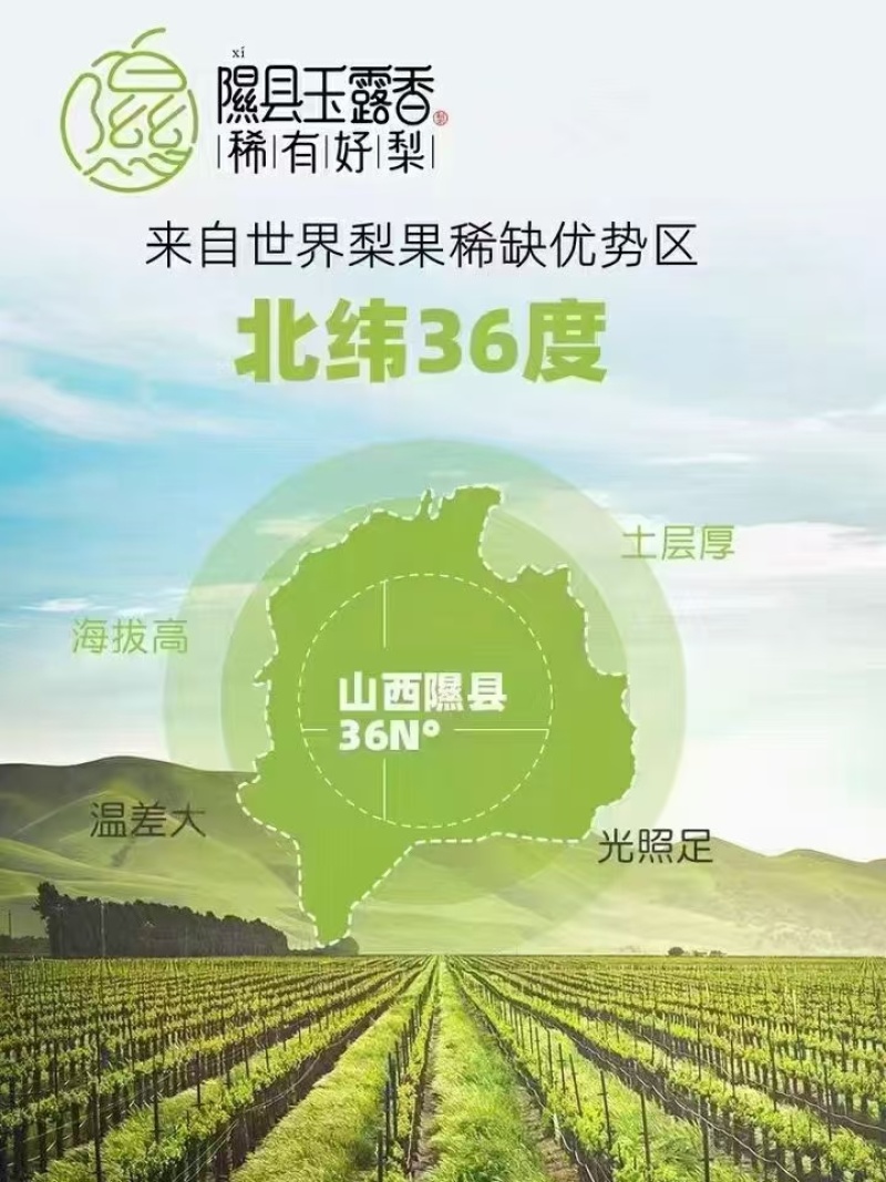 山西隰县玉露香梨