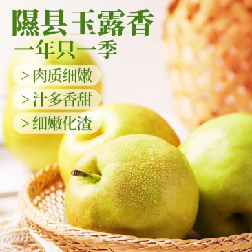 山西隰县玉露香梨
