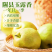 山西隰县玉露香梨
