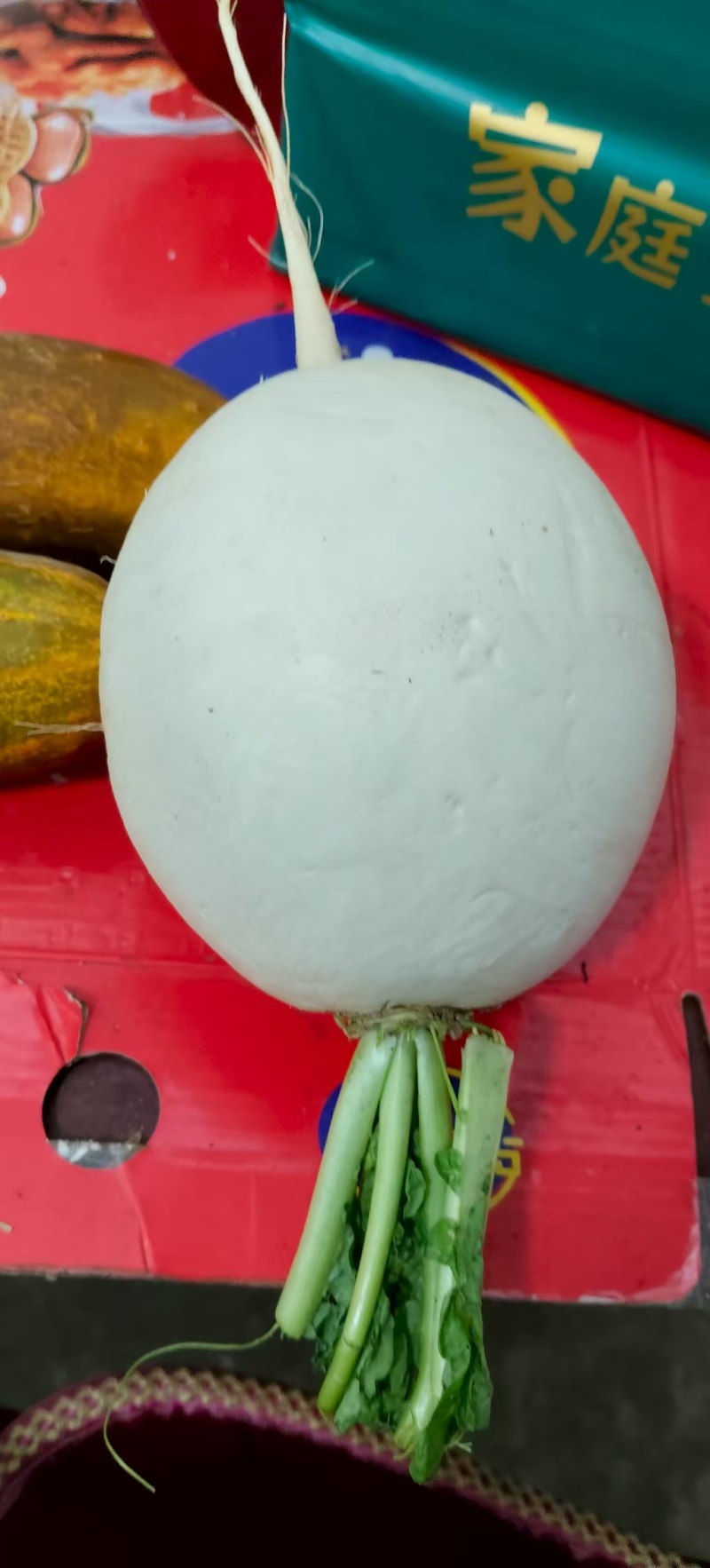 高山圆萝卜