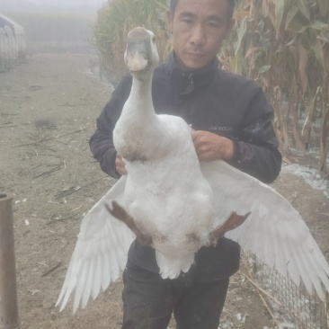 大鹅