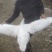 大鹅