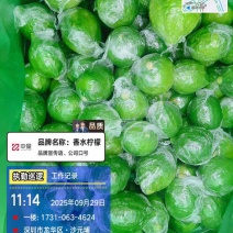 广东香水柠檬一级果