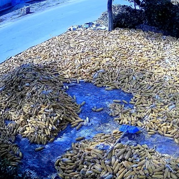 玉米棒