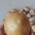 土豆